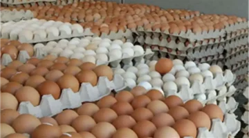 استقرار أسعار.. كرتونة البيض تصل 133 جنيه في مصر الاثنين 5-1-2026